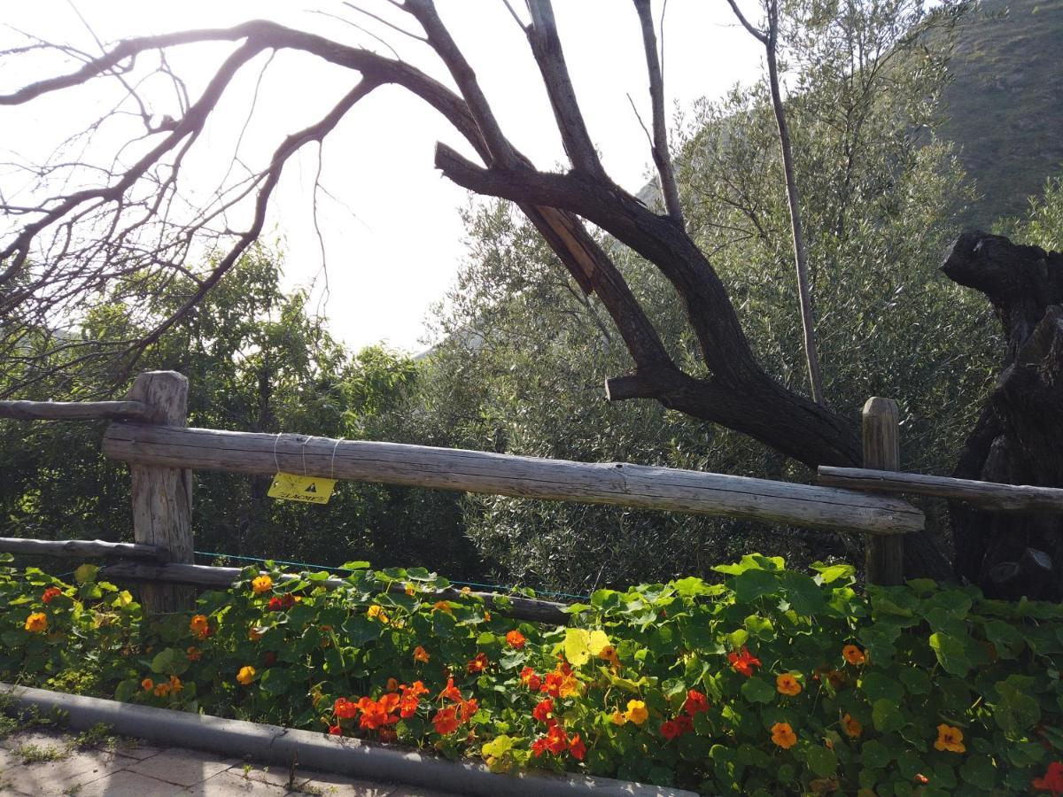 Il Mandorlo Villa Amantea Luaran gambar